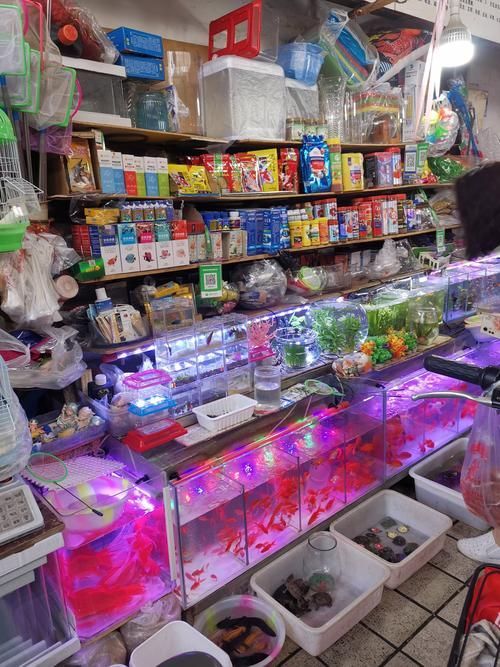 太原觀賞魚批發市場