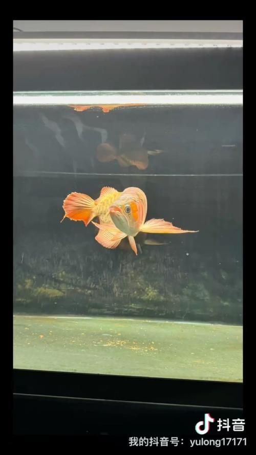 濰坊龍魚批發市場