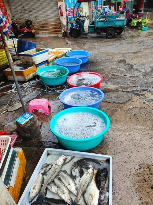 濰坊龍魚批發市場