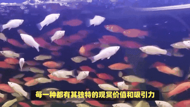 沈陽魚缸批發市場