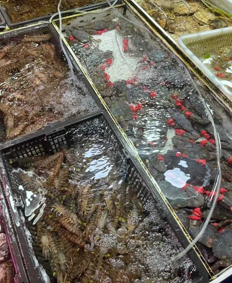 大連觀賞魚批發市場