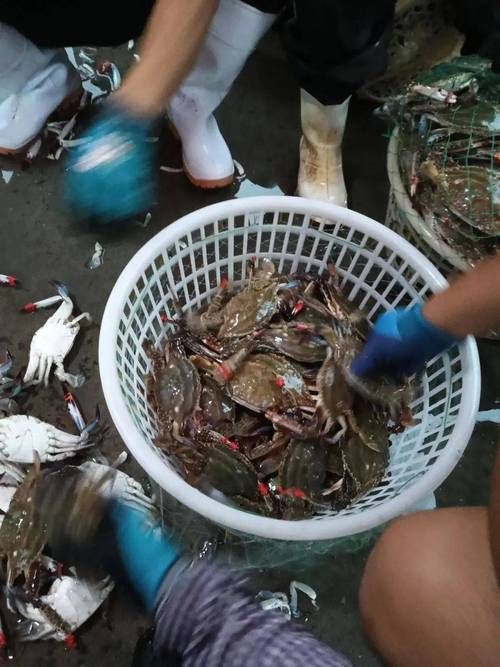 大連觀賞魚批發市場