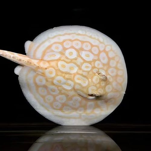 白子魟魚大概多少錢