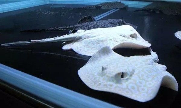 白子魟魚大概多少錢