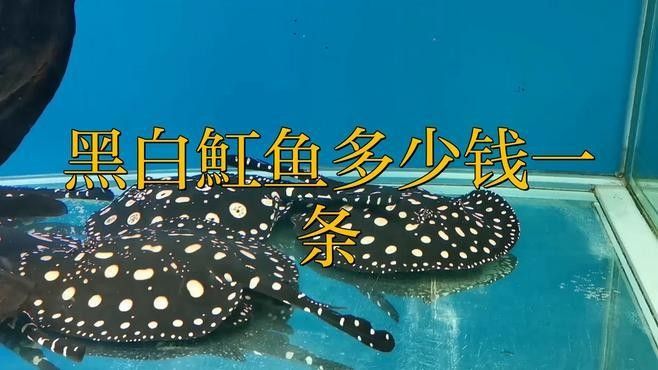 白子魟魚大概多少錢