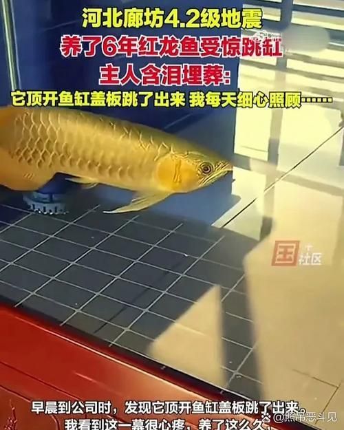 廊坊龍魚批發市場