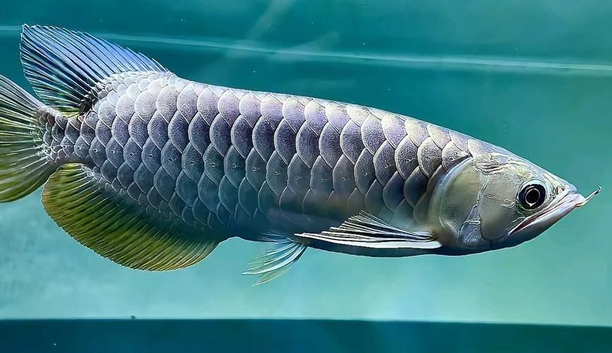 長春水族批發(fā)市場