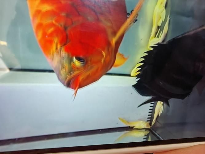 南京觀賞魚批發市場