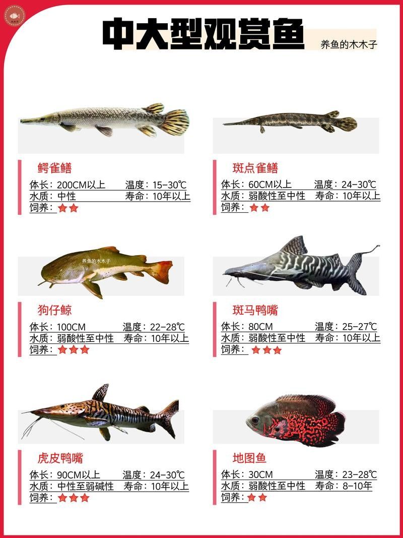 翼城龍魚是雜牌子還是名牌 翼城龍魚是雜牌子還是名牌 觀賞魚百科 第4張
