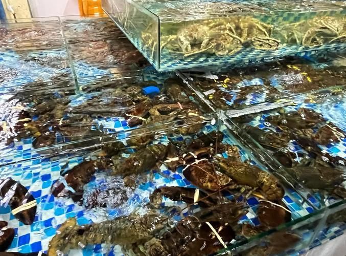 湛江龍魚批發市場