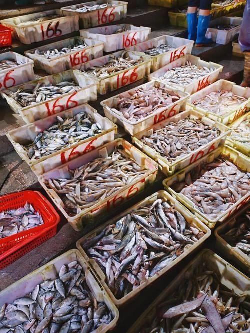 湛江龍魚批發市場