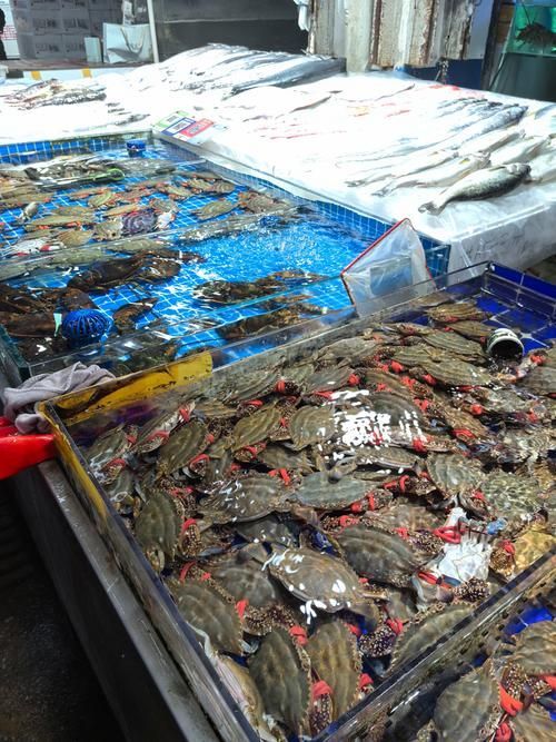 湛江龍魚批發市場