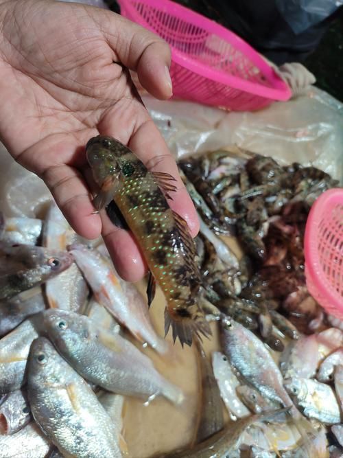 湛江龍魚批發市場
