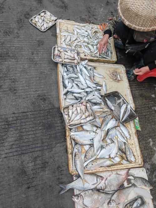 湛江龍魚批發市場