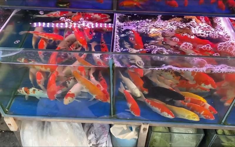 揚州魚缸批發市場