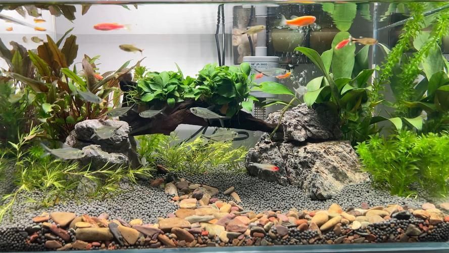 揚州魚缸批發市場