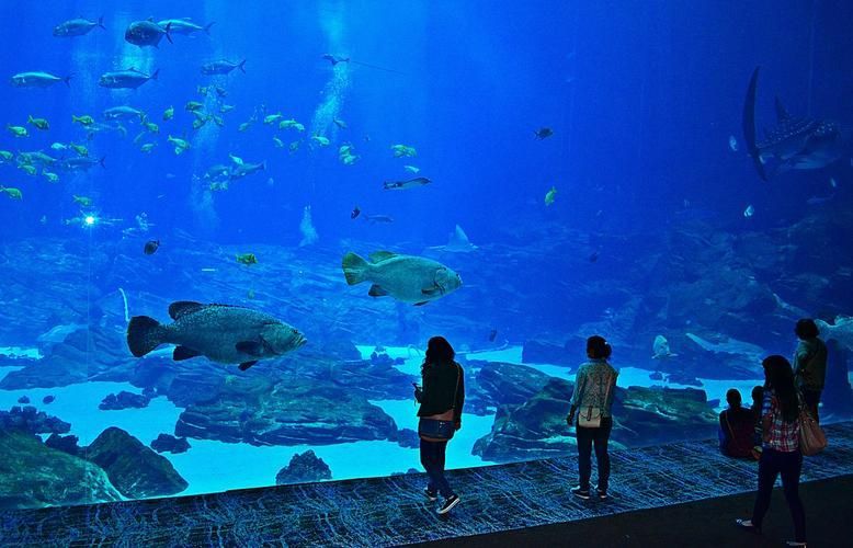 畢節水族批發市場