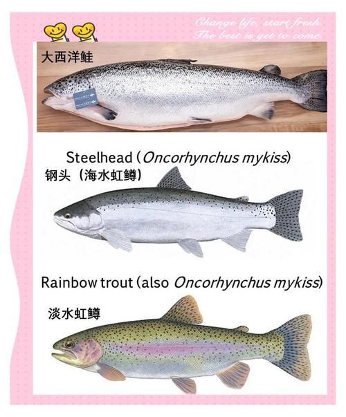 喀什地區(qū)觀賞魚批發(fā)市場(chǎng)
