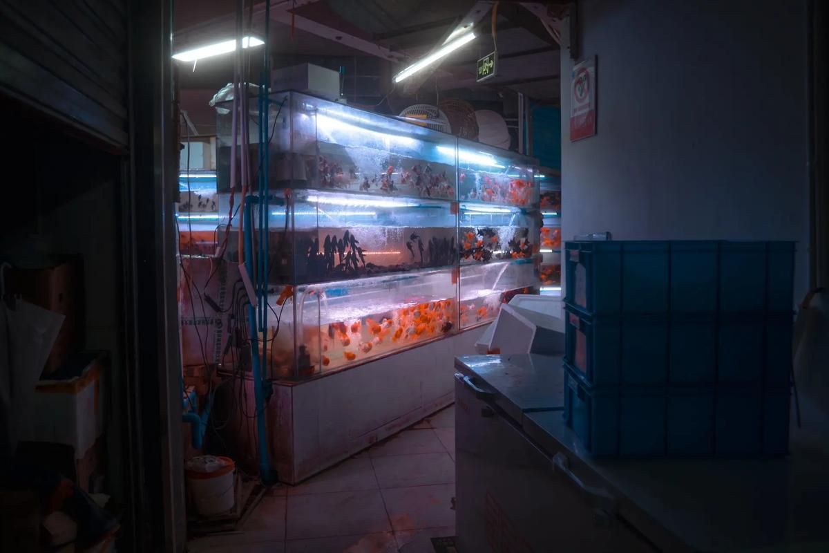 益陽水族批發(fā)市場