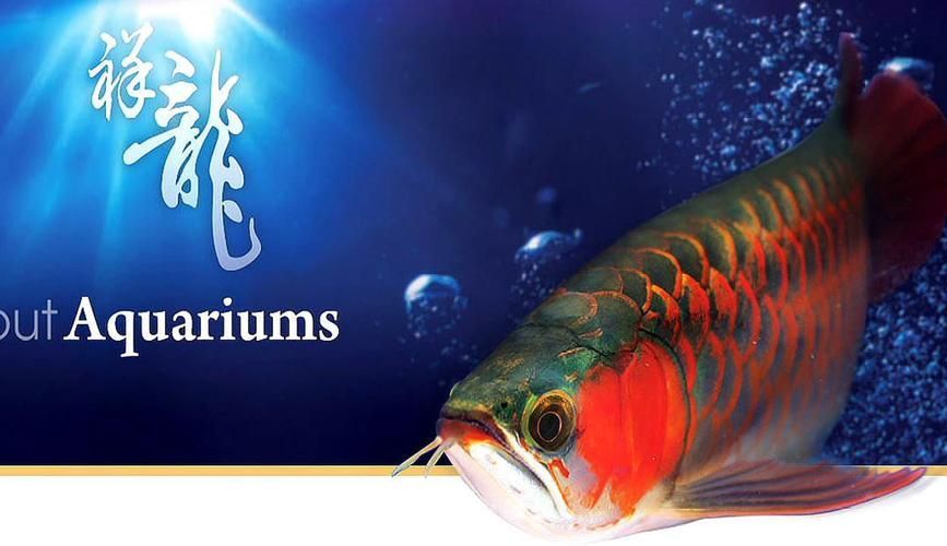 益陽(yáng)水族批發(fā)市場(chǎng)