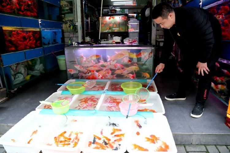 宜昌觀賞魚批發市場