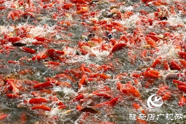 駐馬店水族批發(fā)市場(chǎng)