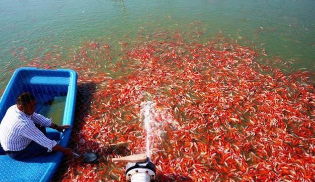 駐馬店水族批發(fā)市場(chǎng)