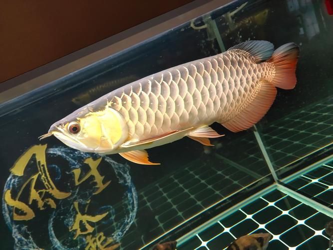 赤峰魚缸批發市場
