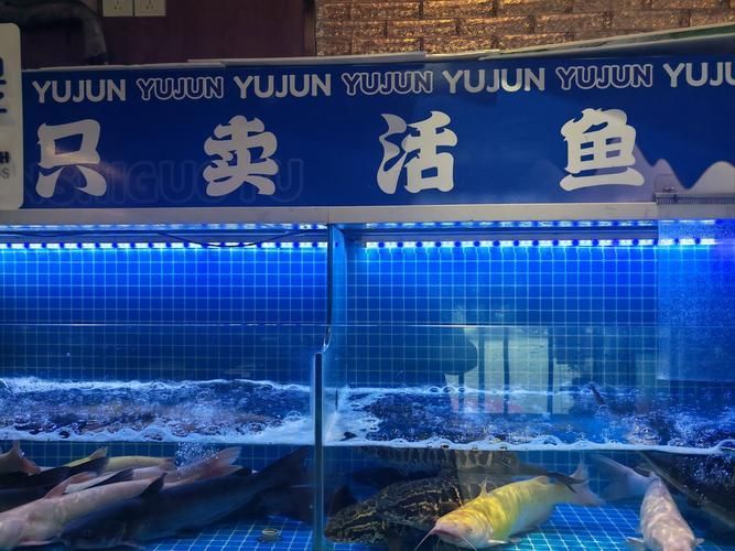 滄州龍魚批發市場