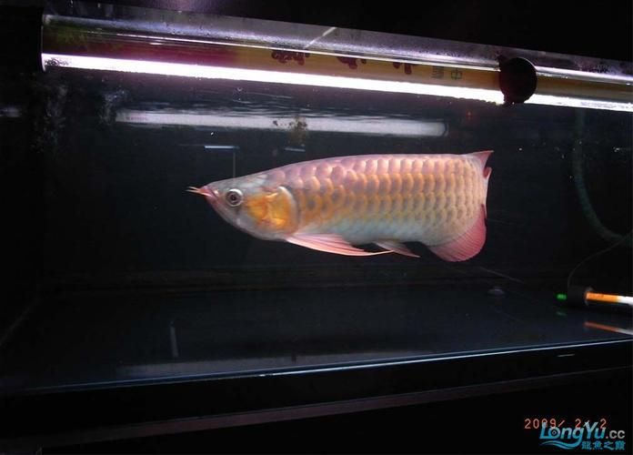 吉林龍魚批發市場