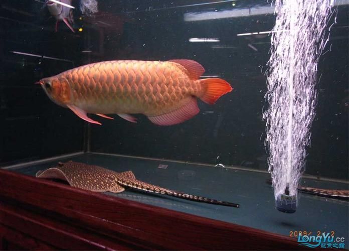 吉林龍魚批發市場