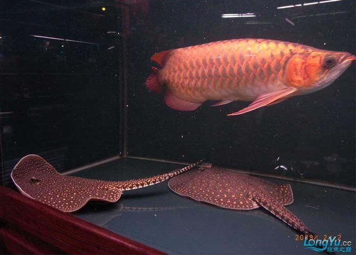 吉林龍魚批發市場