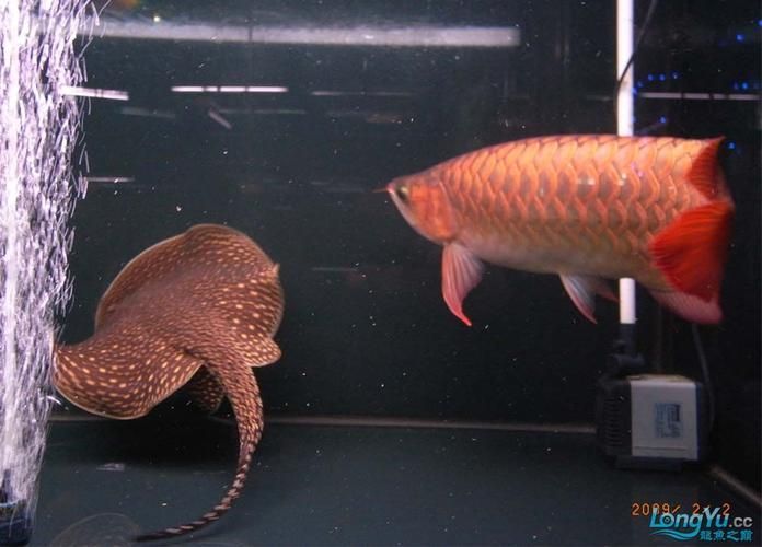 吉林龍魚批發市場