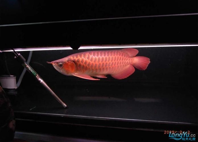 吉林龍魚批發市場