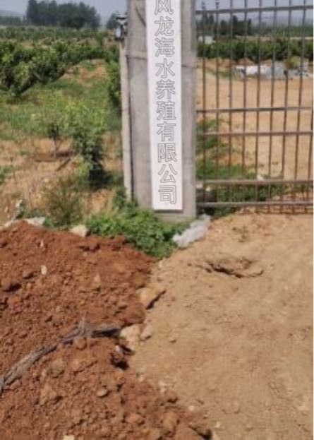 樂亭龍魚