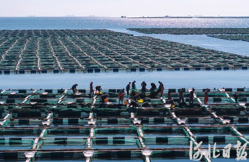 樂亭龍魚