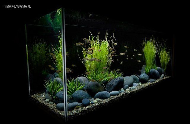 雷龍魚老趴著不動（雷龍魚老趴著不動怎么回事）