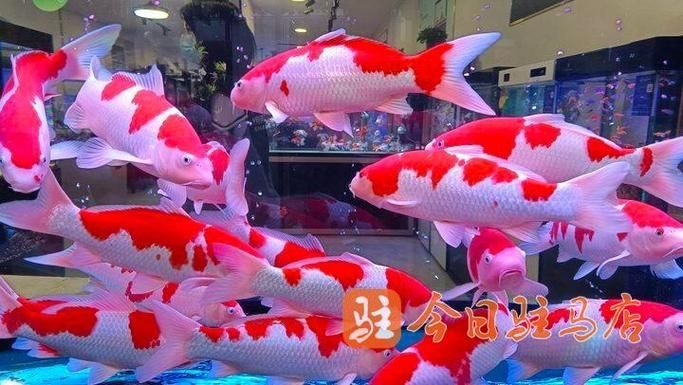 駐馬店觀賞魚批發市場
