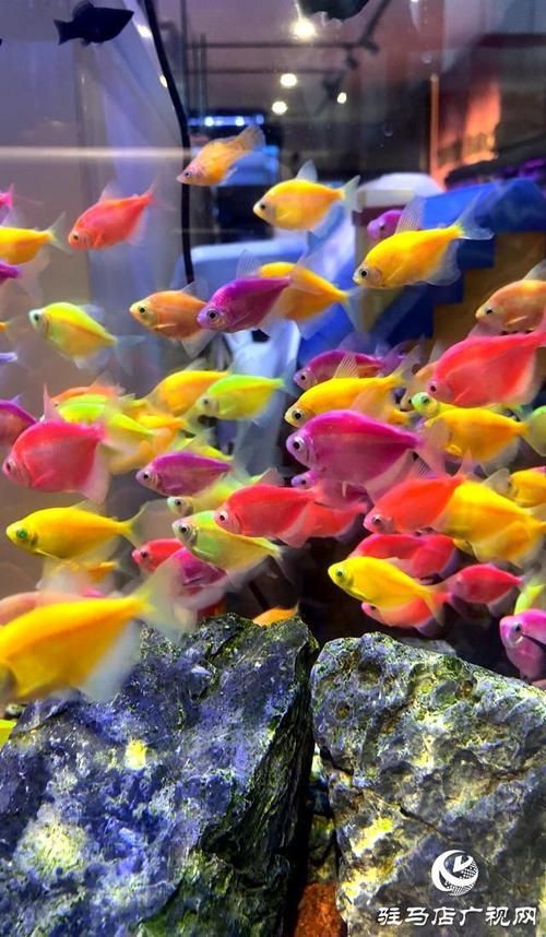 駐馬店觀賞魚批發市場