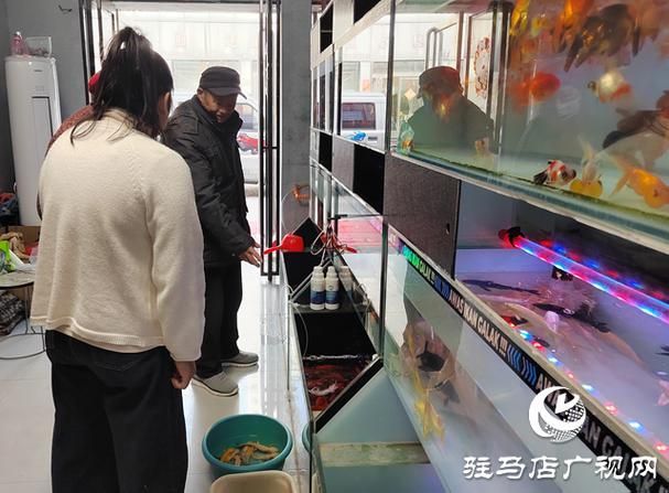 駐馬店觀賞魚批發市場