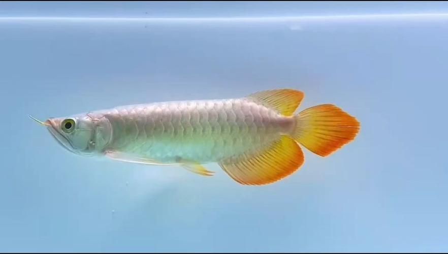 駐馬店觀賞魚批發市場