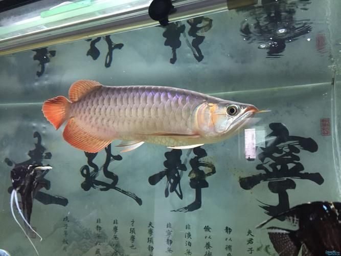 江西宜春龍魚批發(fā)市場（宜春春龍魚批發(fā)市場） 江西宜春龍魚批發(fā)市場（宜春春龍魚批發(fā)市場） vs祥龍魚場 第6張