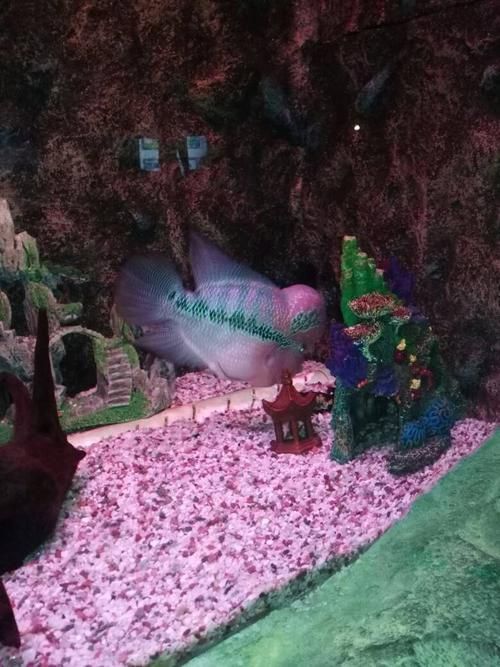 宿州水族批發市場祥龍魚場品牌logo是什么（宿州州水族批發市場）