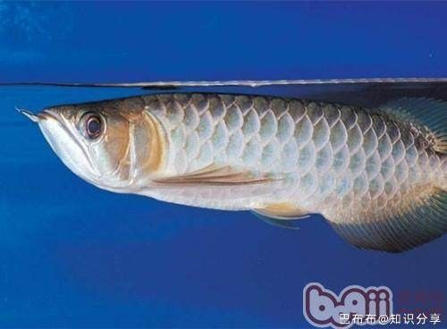 青龍魚長這樣秒懂百科，原來青龍魚長這樣秒懂百科（從1歲到1萬歲的青龍魚，視覺震撼來襲全民小視頻）