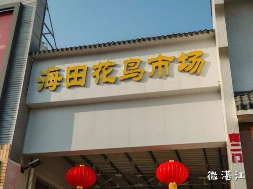 觀賞魚批發市場是一個集觀賞魚養殖、銷售和文化交流于一體的綜合性市場（廣東湛江觀賞魚批發市場）
