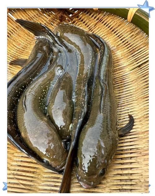 七星魚(yú)最貴的三個(gè)顏色，你知道嗎？（七星魚(yú)最貴的三個(gè)顏色）