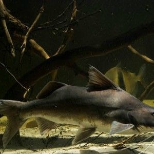 蔚藍提鴨嘴魚的飼養過程是怎樣的？（蔚藍提鴨嘴魚的基本信息）