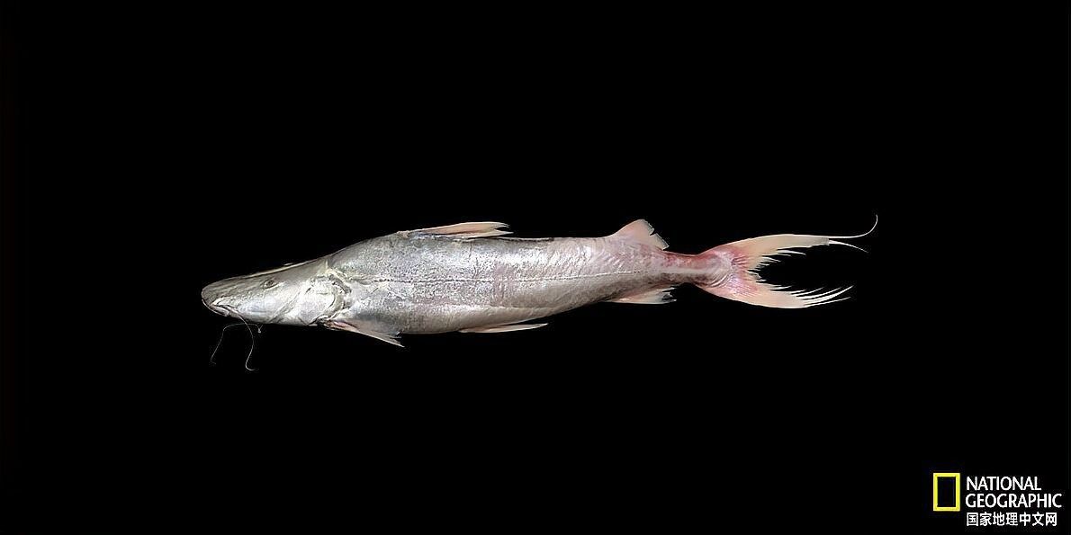 蔚藍提鴨嘴魚的飼養過程是怎樣的？（蔚藍提鴨嘴魚的基本信息）