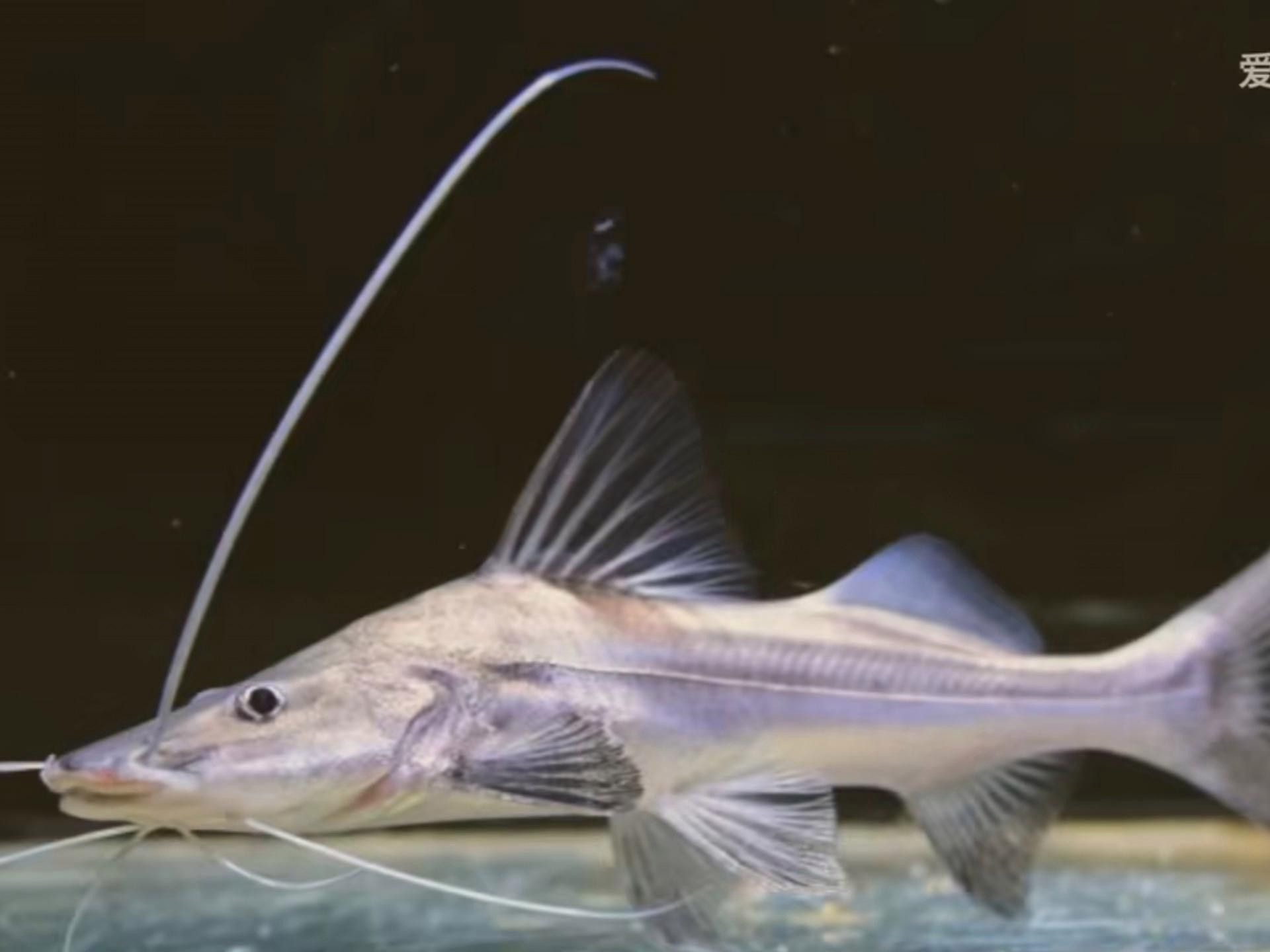蔚藍提鴨嘴魚的飼養過程是怎樣的？（蔚藍提鴨嘴魚的基本信息）