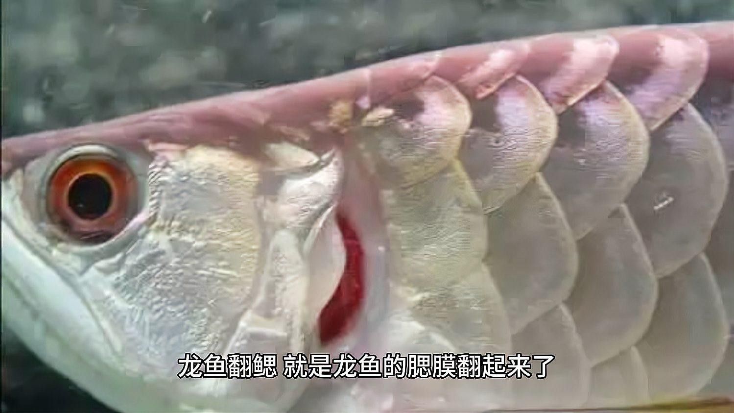 龍魚腮蓋鼓起的原因及解決方法及解決方法及解決方法（龍魚翻腮原因及解決方法，手術(shù)技巧全揭秘）